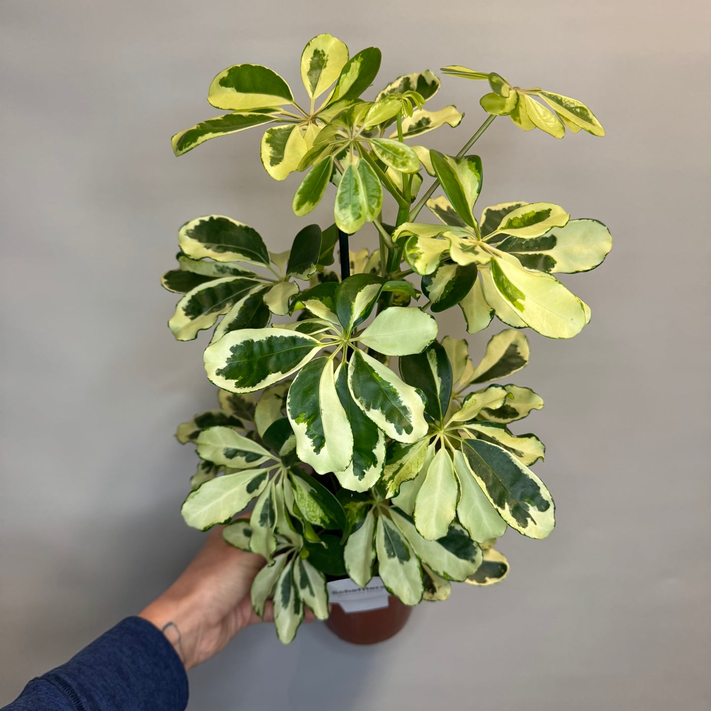 Dwarf Umbrella Tree Charlotte