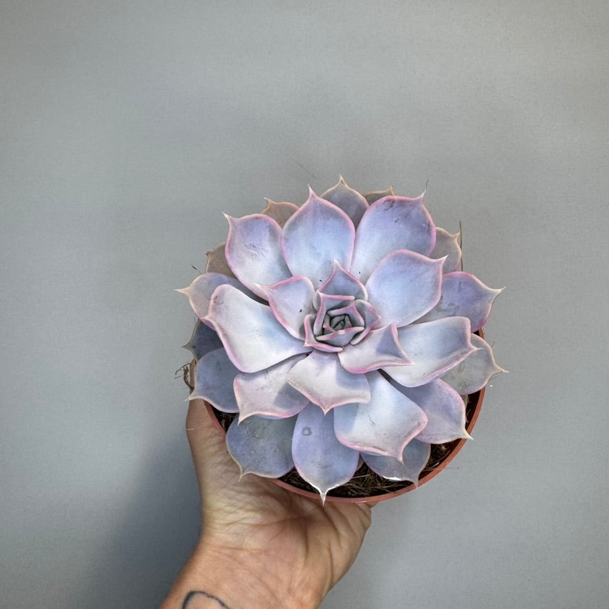 Mixed Succulents