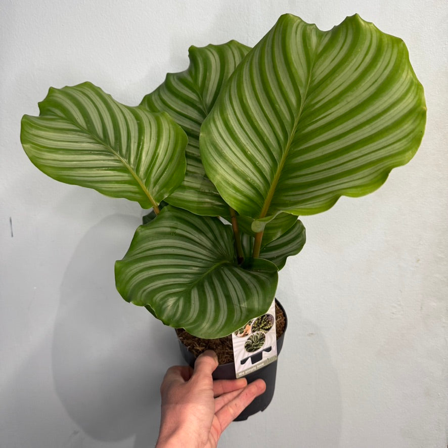 Calathea Orbifolia