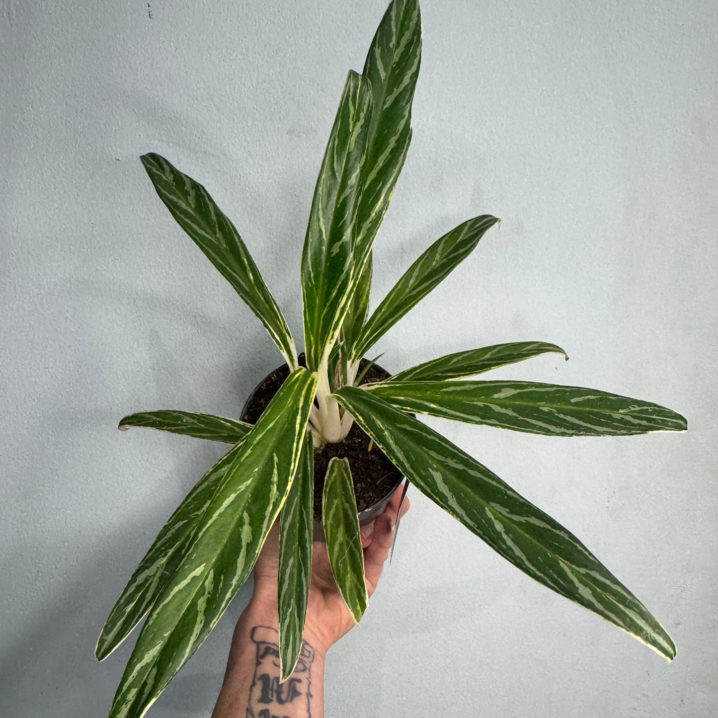 Aglaonema Zebra Feathers