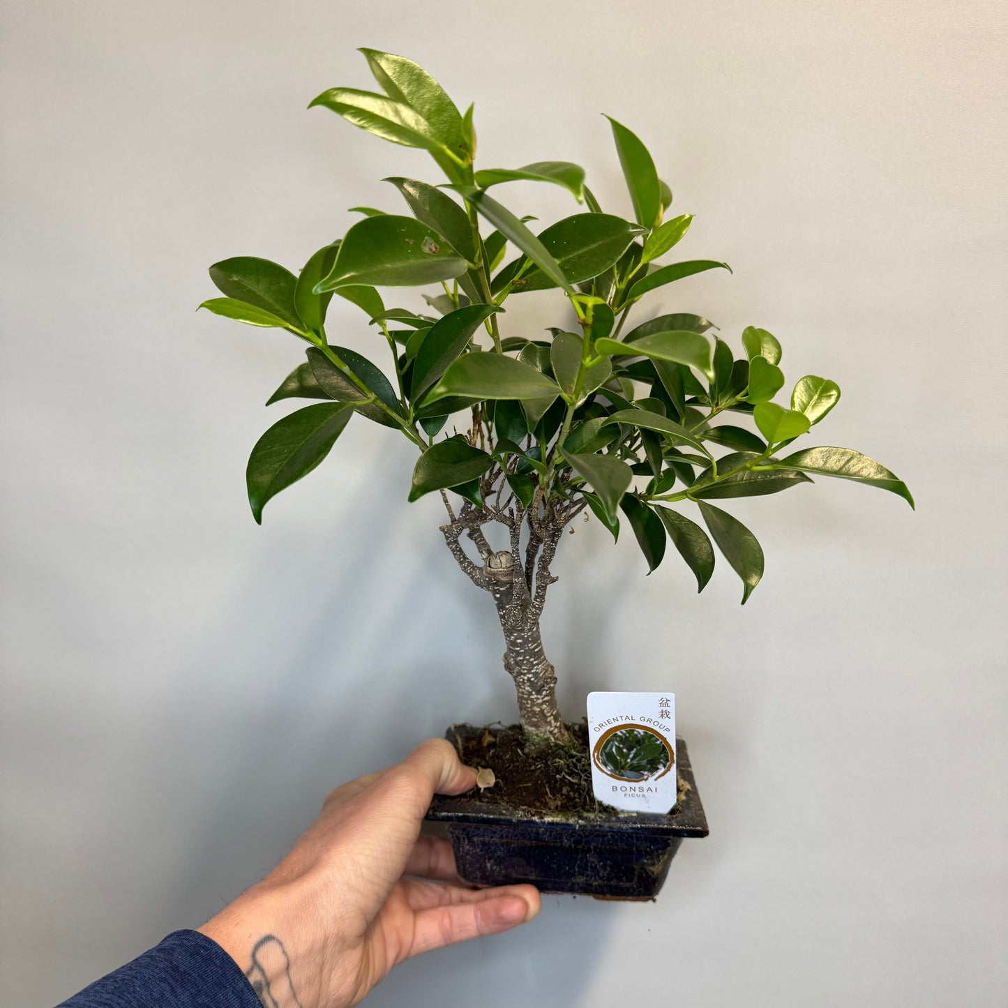 Mini - Bonsai Trees