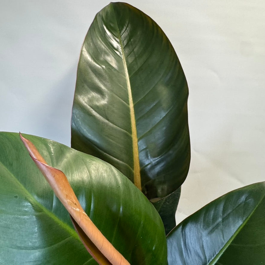 Philodendron Erubescens - Imperial Red - 80cm ( Damaged Leafs )