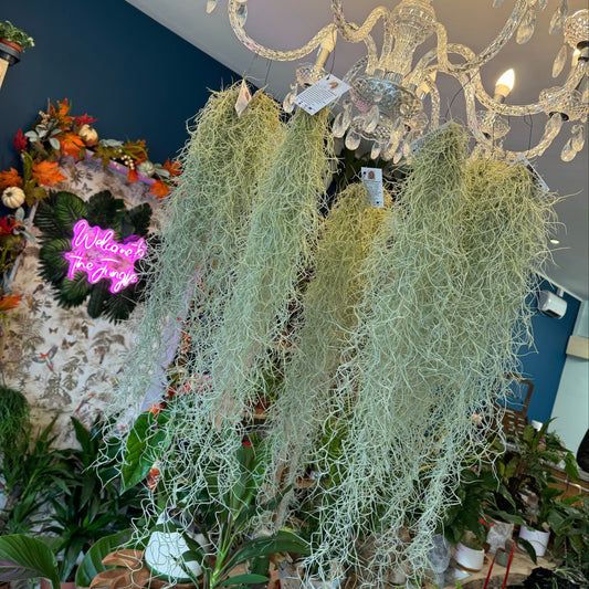 Spanish Moss - 50-75cm