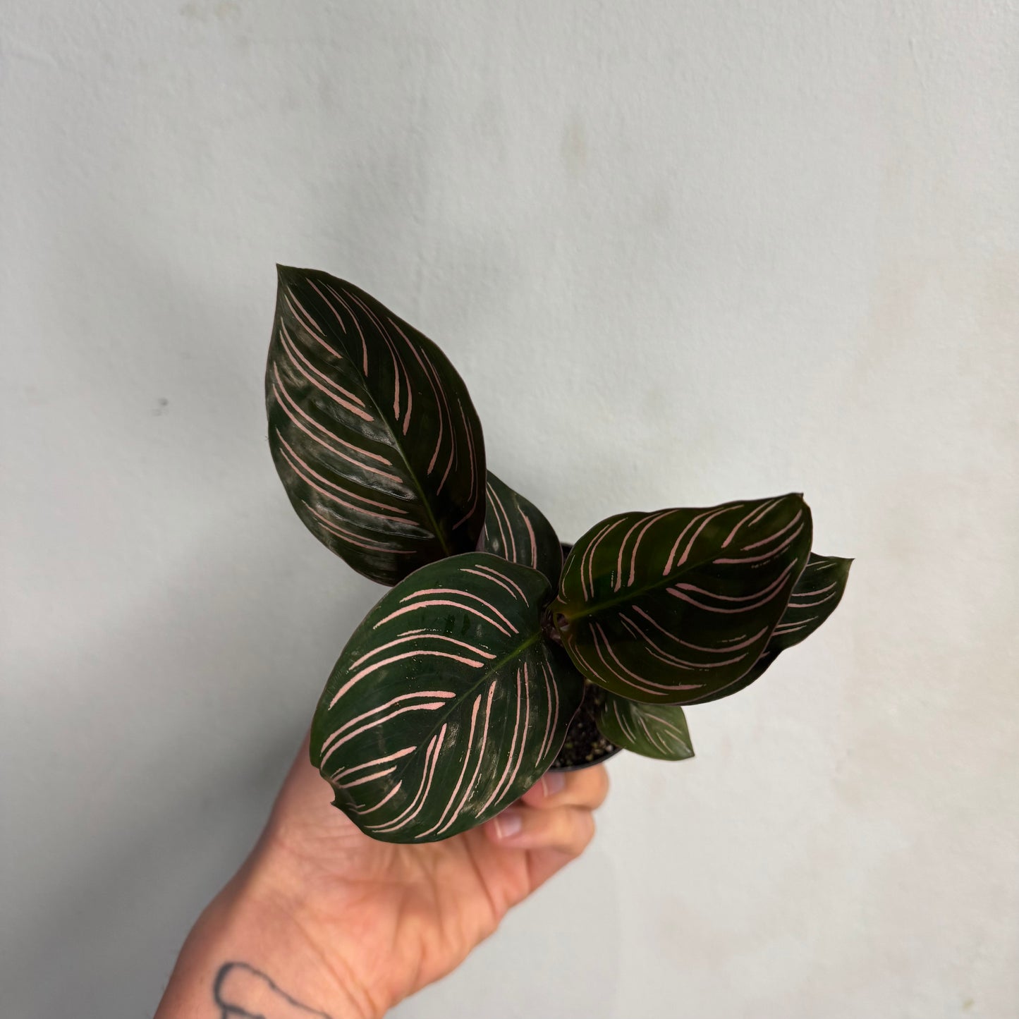Pin - Stripe Calathea Pink - 65cm (Copy)