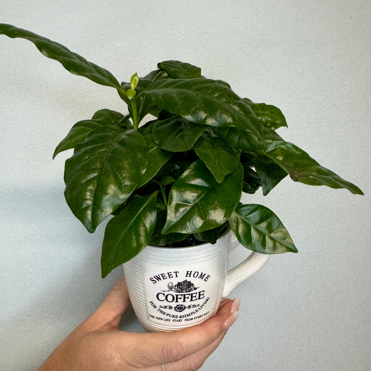Coffee Plant & Mug