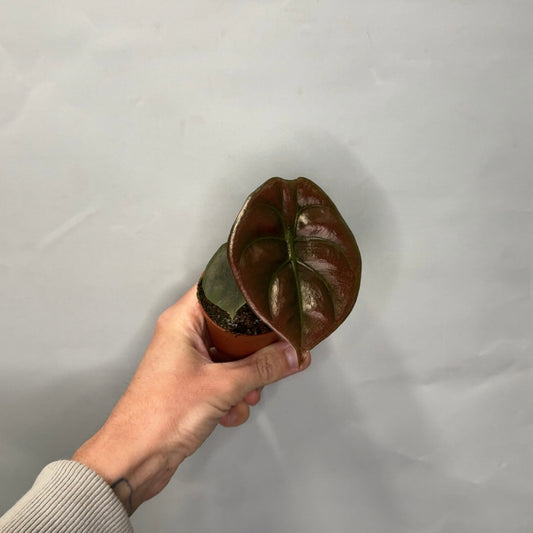 Mini - Alocasia cuprea Red Secret