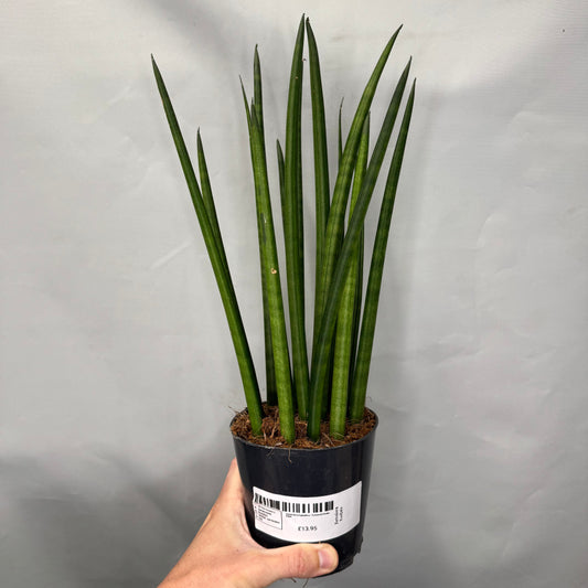 Sansevieria Cylindrica - Fernwood Snake Plant