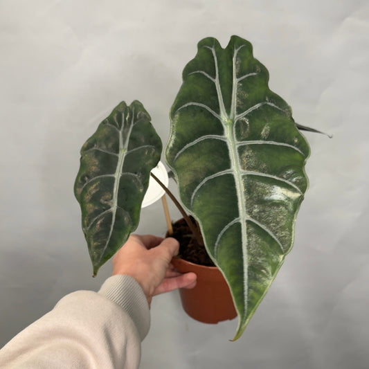 Alocasia Chantrieri