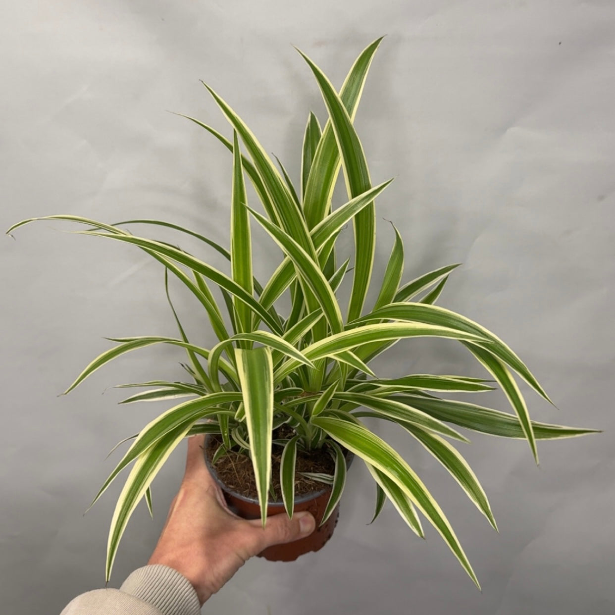 Spider Plants - Chlorophytum Comosum Vittatum
