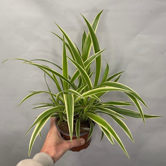 Spider Plants - Chlorophytum Comosum Vittatum