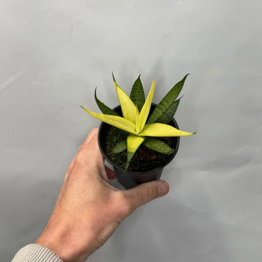 Mini - Lemon Sansevieria Comet Chrysanta