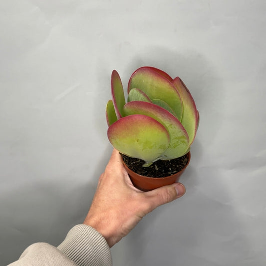 Small - Kalanchoe thyrsiflora - Paddle Plant