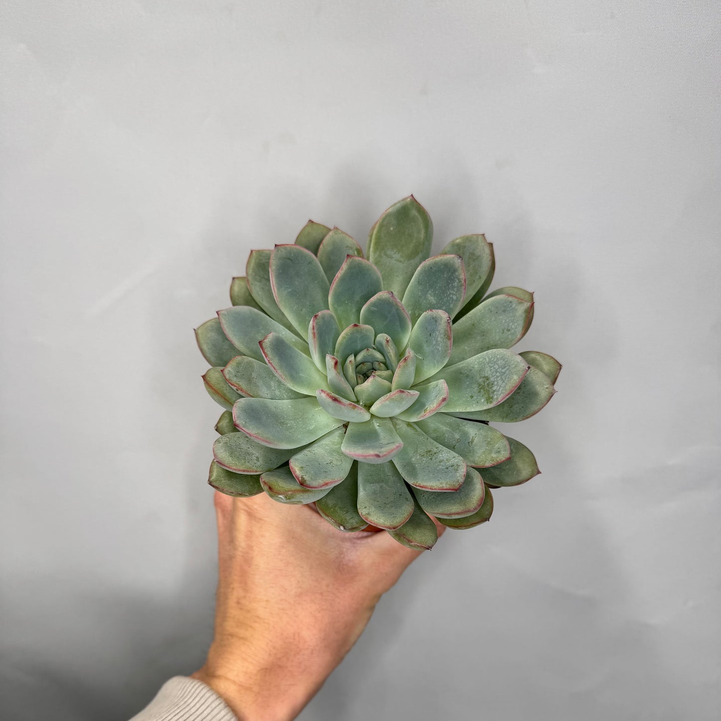 Small - Echeveria Mixed Tray