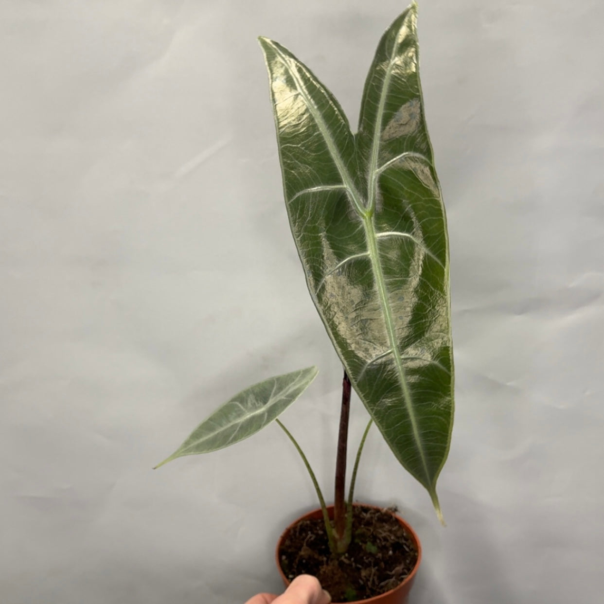 Alocasia Longiloba Silver