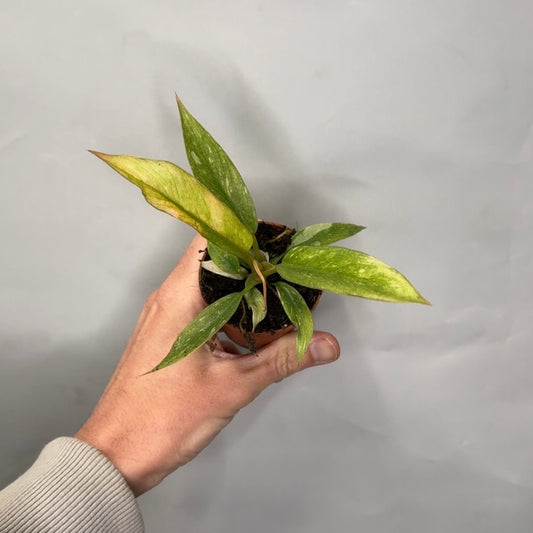 Mini - Philodendron Ring of Fire