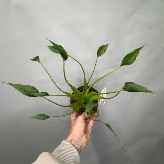 Alocasia Tiny dancer