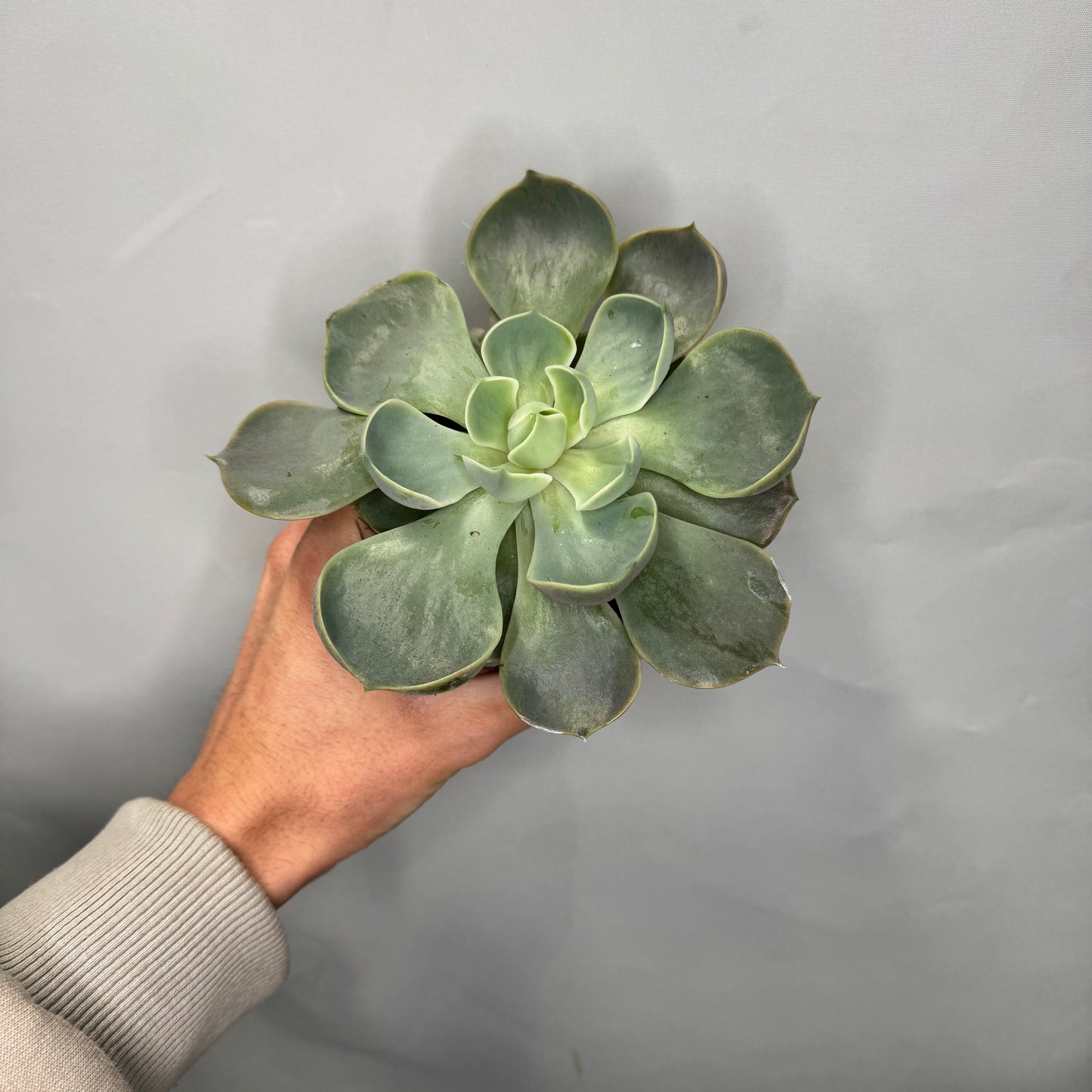 Small - Echeveria Mixed Tray
