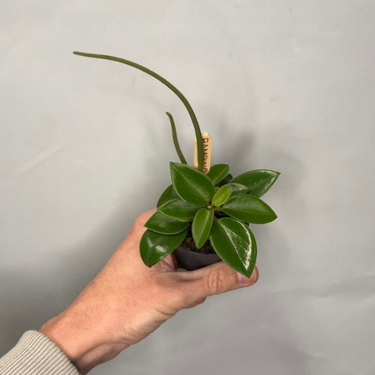Mini - Peperomia Pixie
