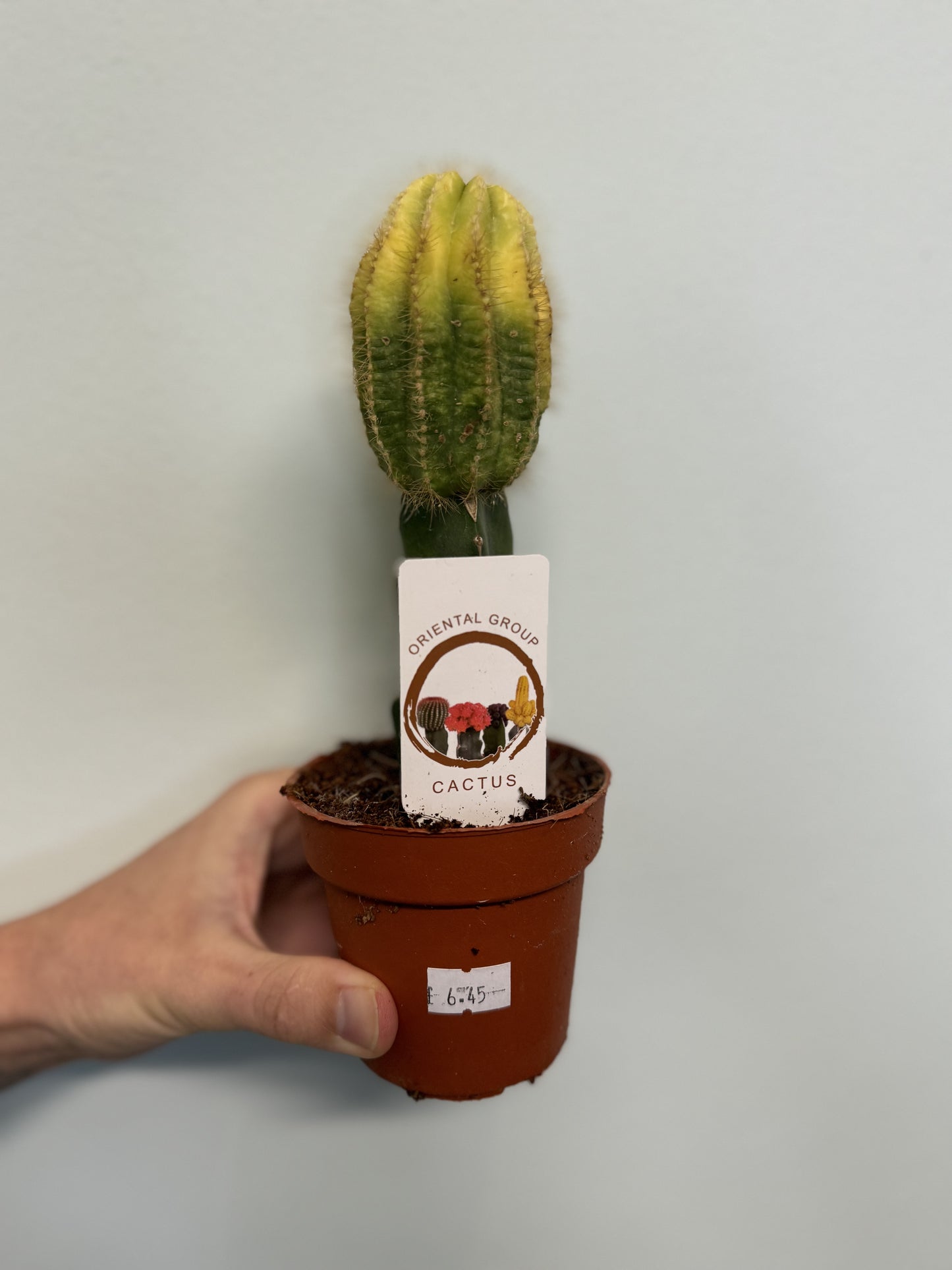 Mini Gymnocalycium Cactus - Colour Varieties