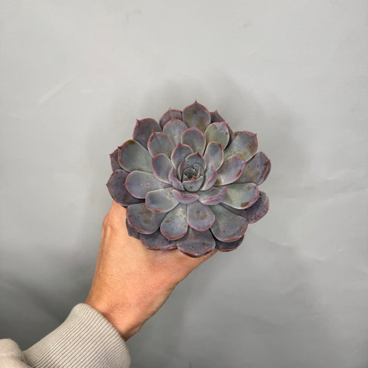 Small - Echeveria Mixed Tray