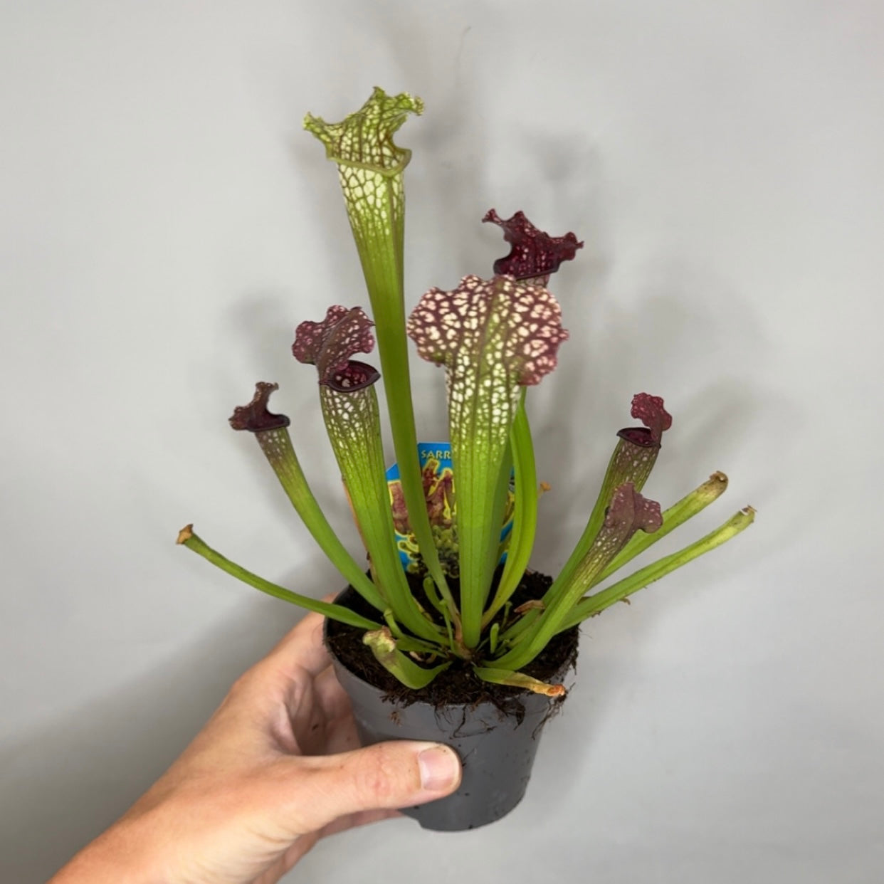 Sarracenia Pitcher Plants - Mixed
