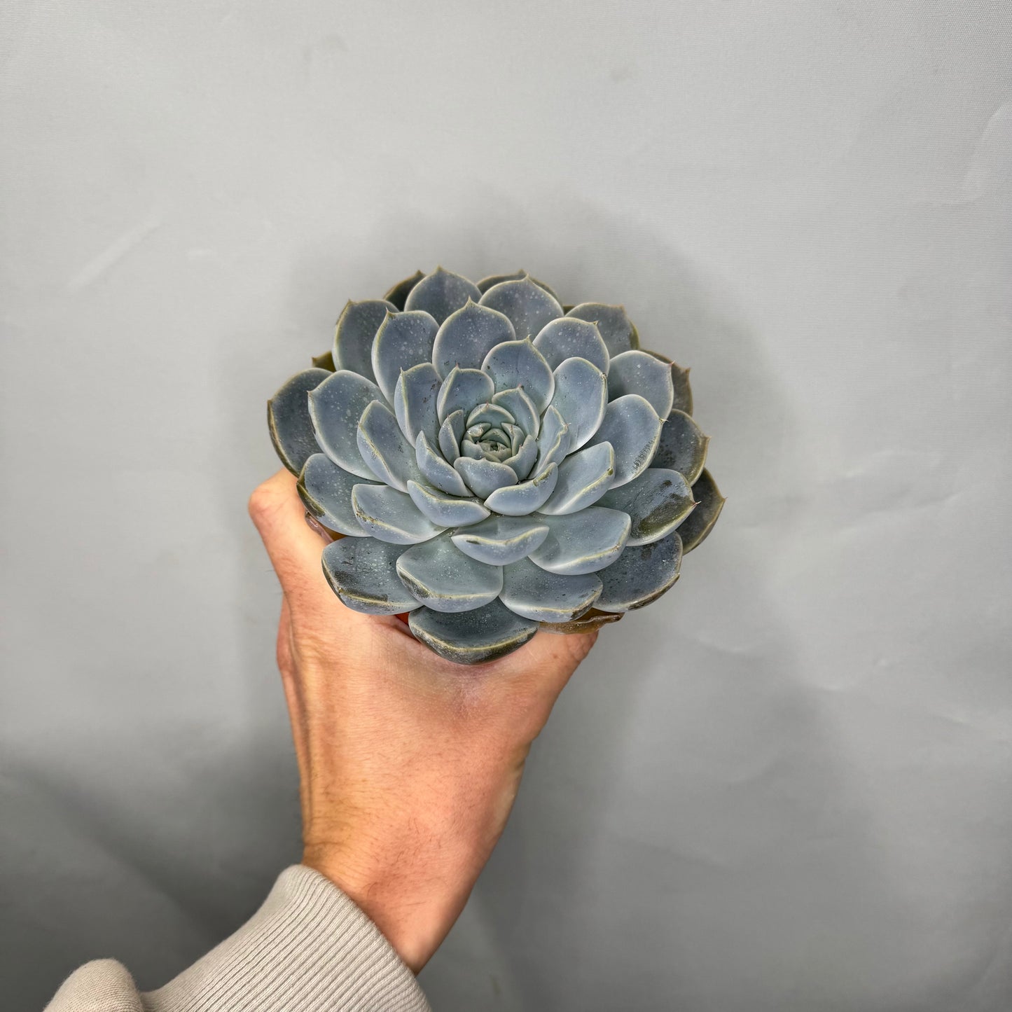 Small - Echeveria Mixed Tray