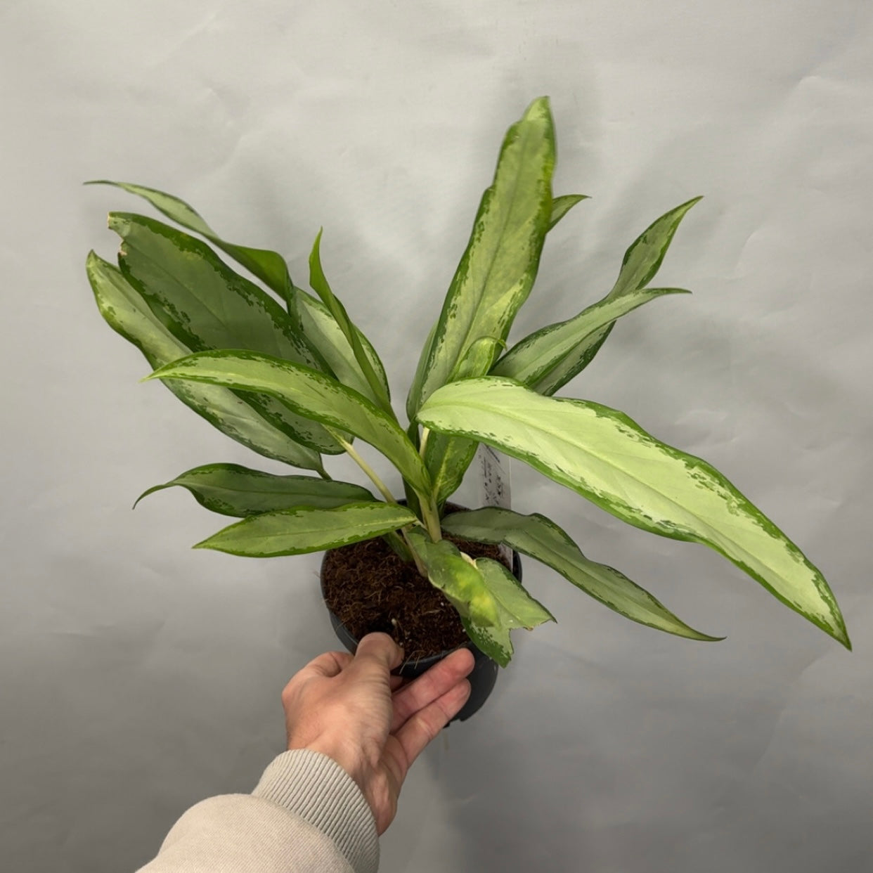 Aglaonema - White Lance