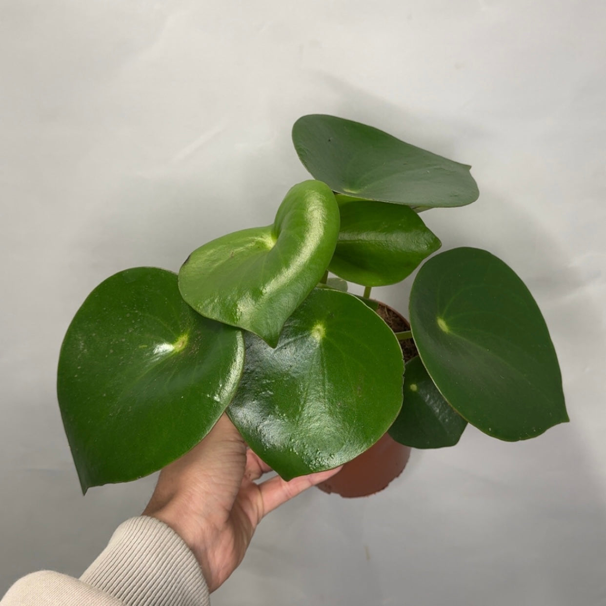 Raindrop Peperomia