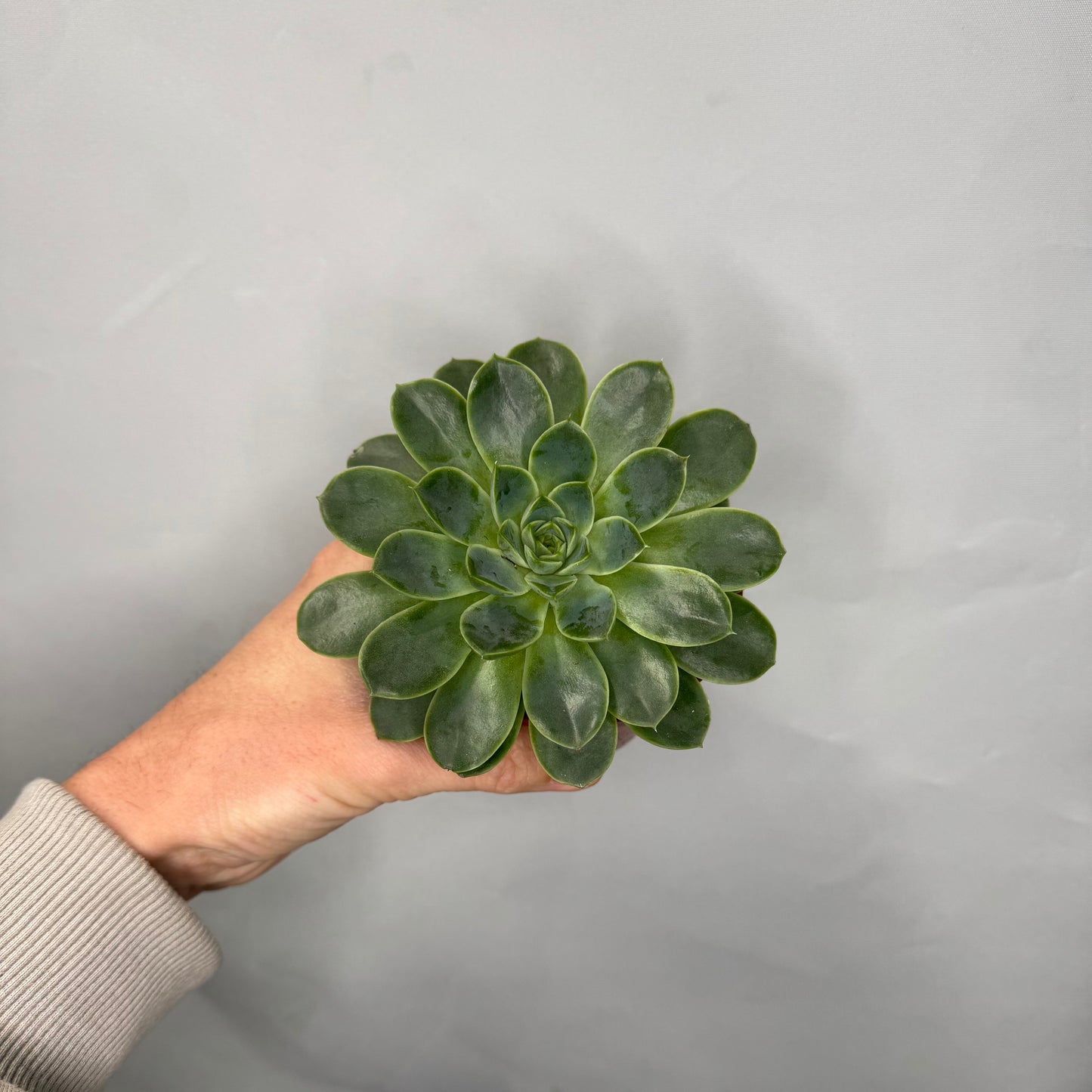 Small - Echeveria Mixed Tray