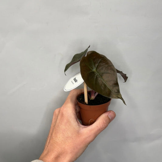 Mini - Alocasia Suhirmaniana Red Petiole