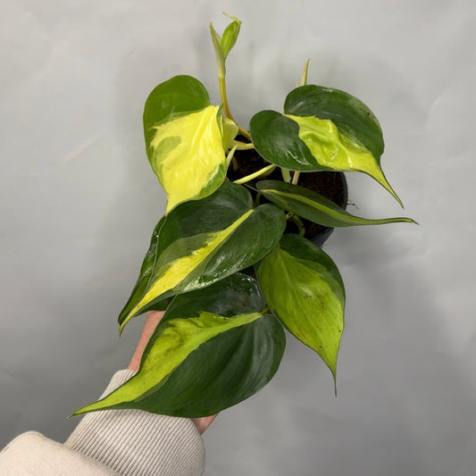 Philodendron Scandens Brazil