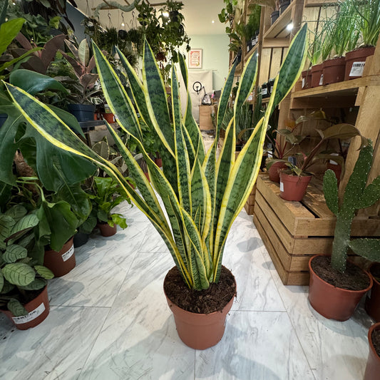 Sansevieria Superba - Snake Plant