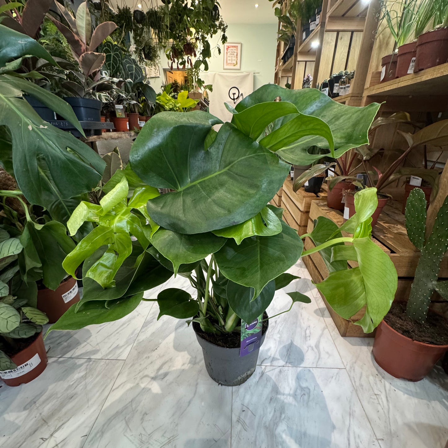 Large Monstera Deliciosa - Swiss Cheese Plant