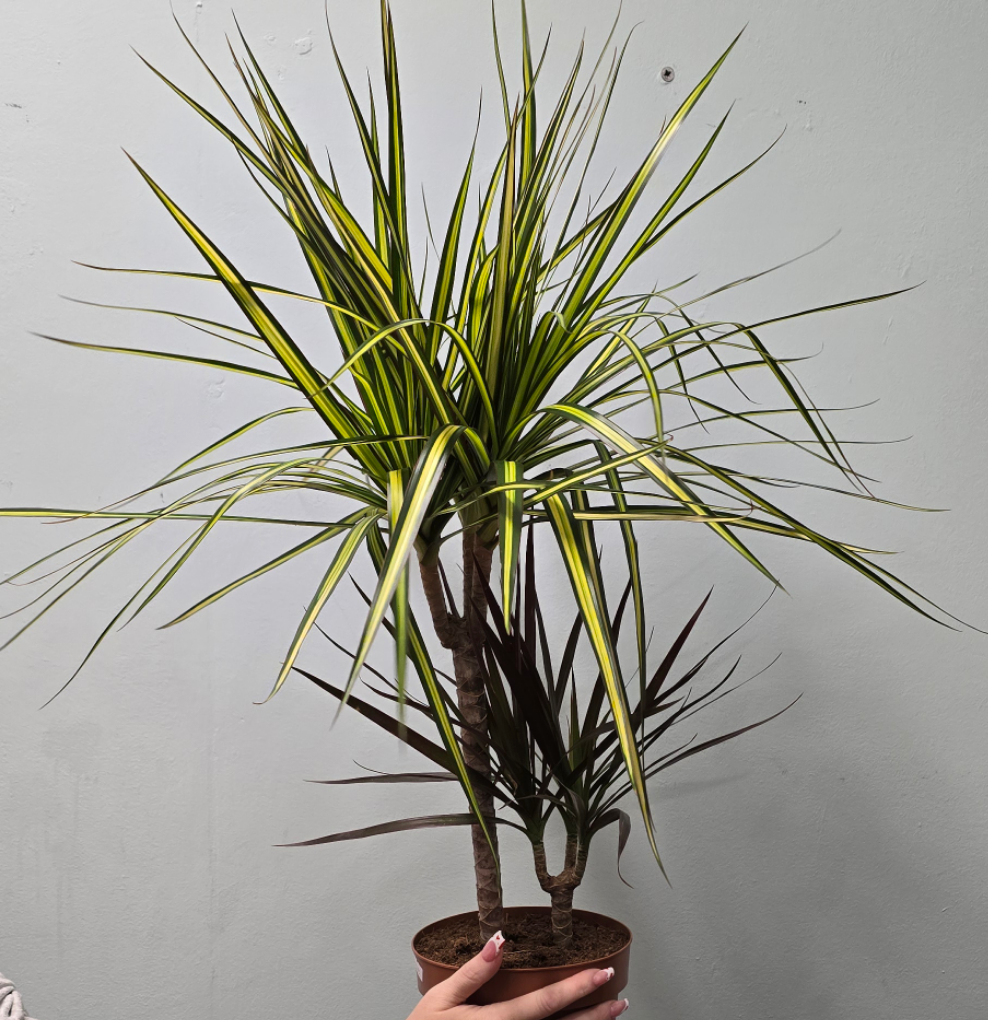 Dracaena Mixed Pot