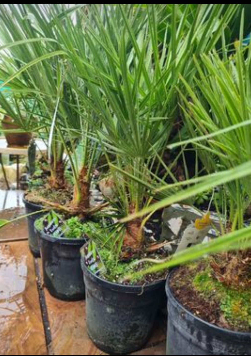 Chamaerops Humilis