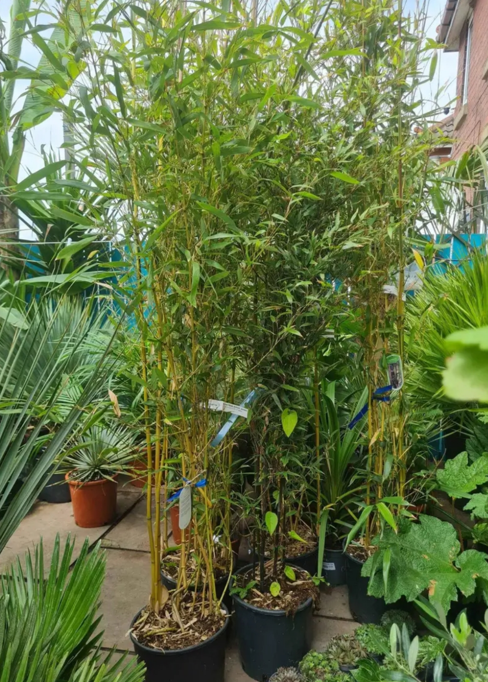 Green Bamboo – Phyllostachys Aureosulcata Spectabillis 8-9FT