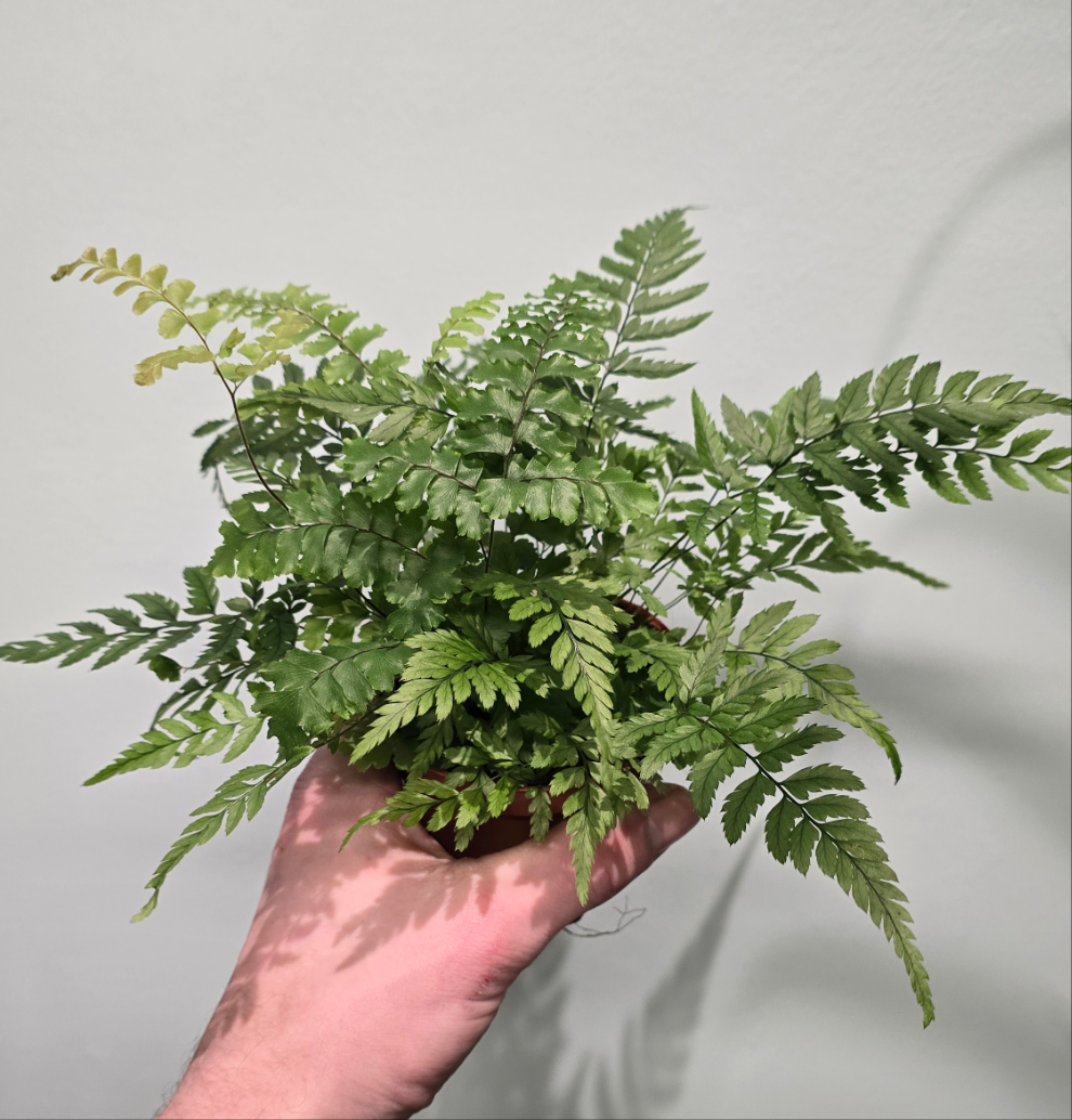 Small Athyrium Fern