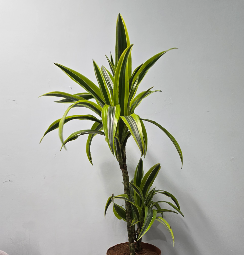 Dracaena - Lemon Lime