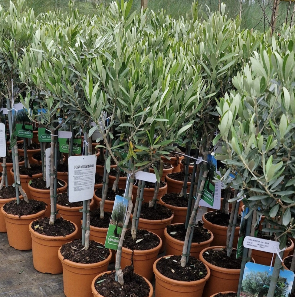 Olive Trees