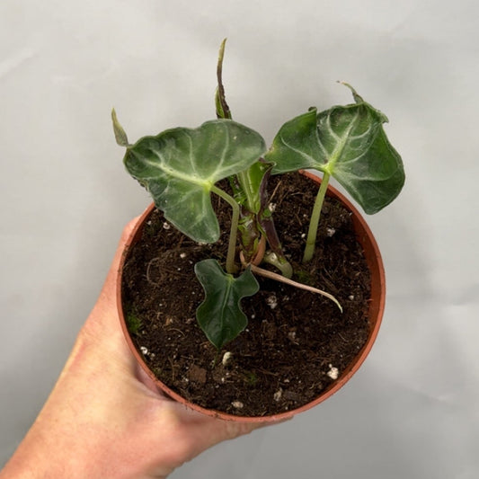 Alocasia Loco