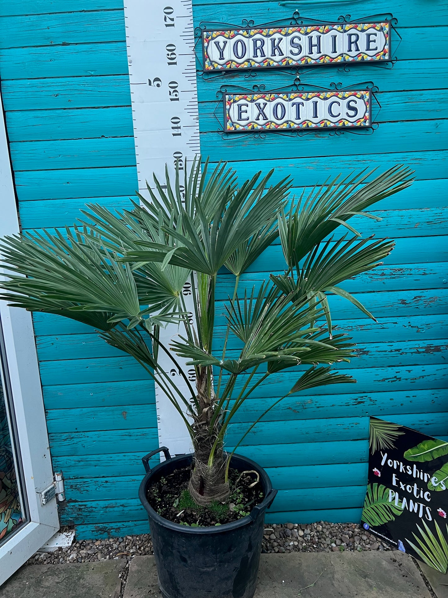 Trachycarpus Wagnerianus 30L
