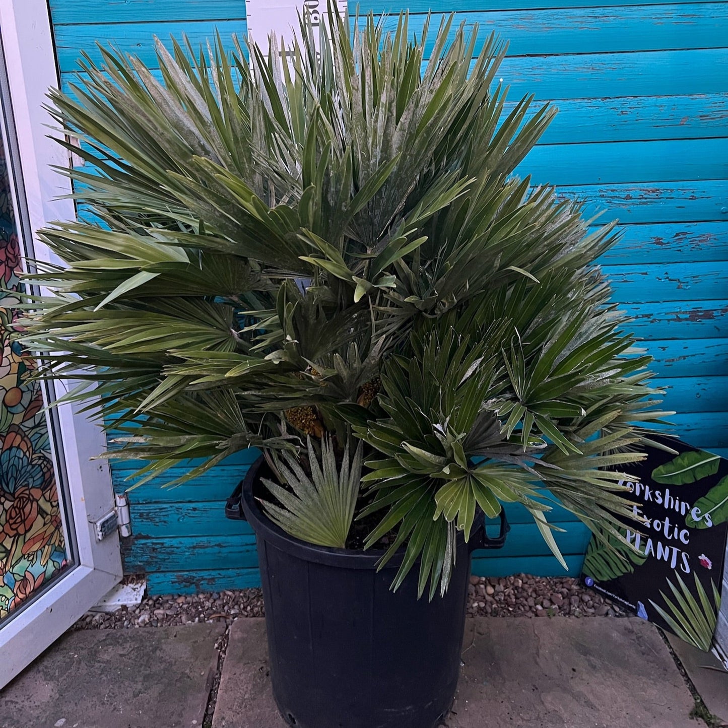 Chamaerops humilis Vulcano