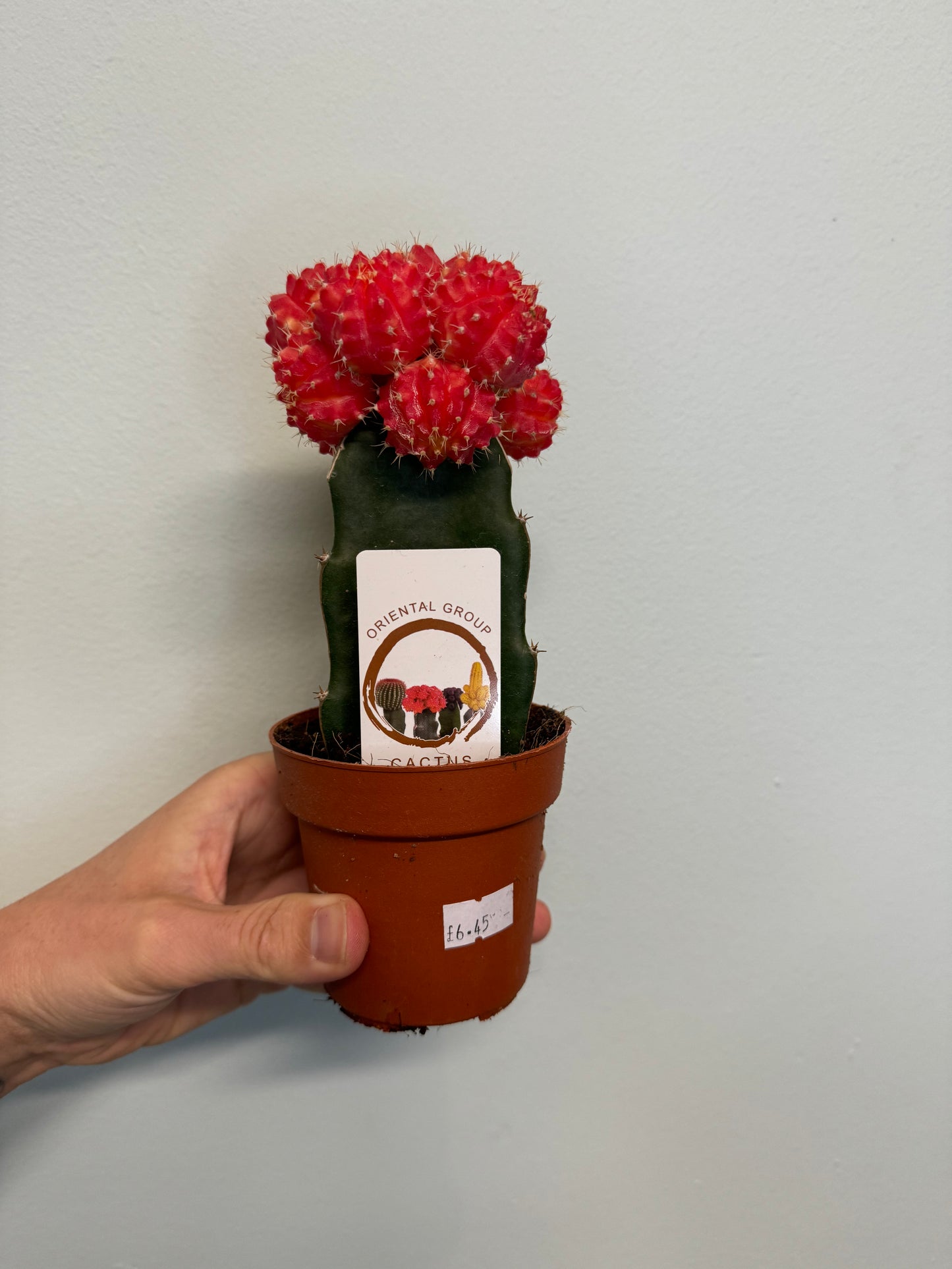 Mini Gymnocalycium Cactus - Colour Varieties