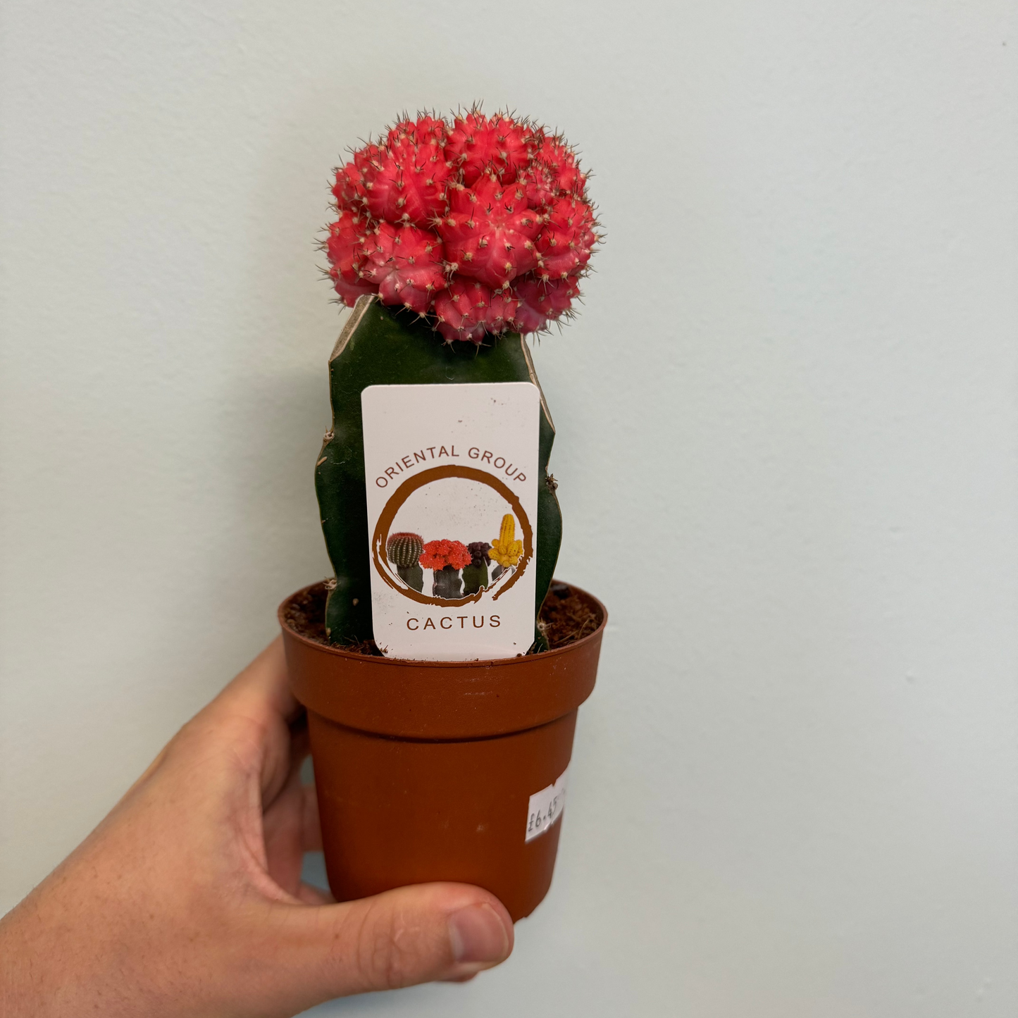 Mini Gymnocalycium Cactus - Colour Varieties
