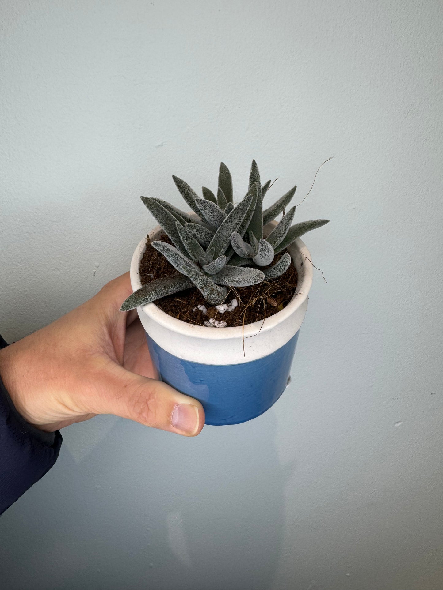 Crassula Tenelli