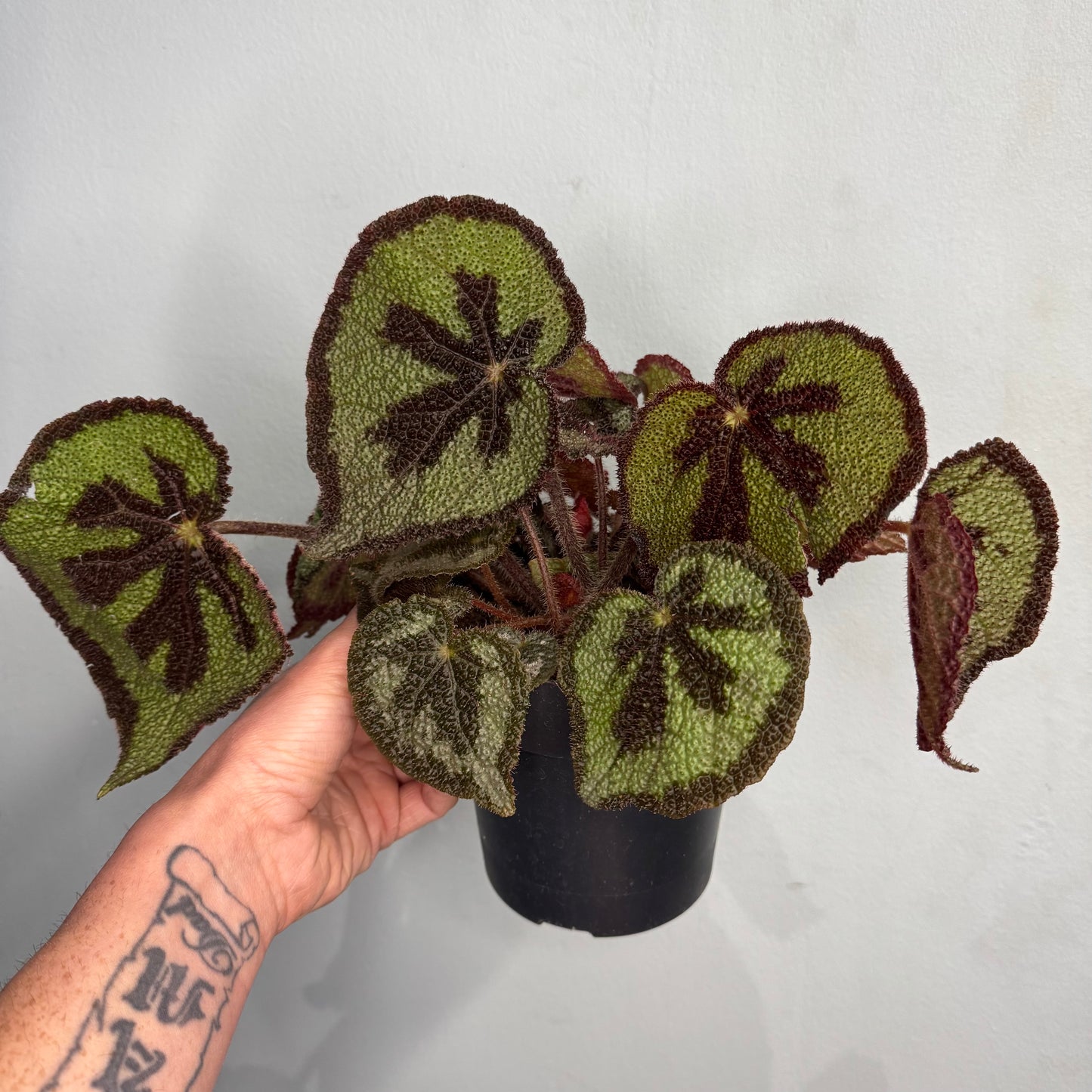 Iron-Cross Begonia