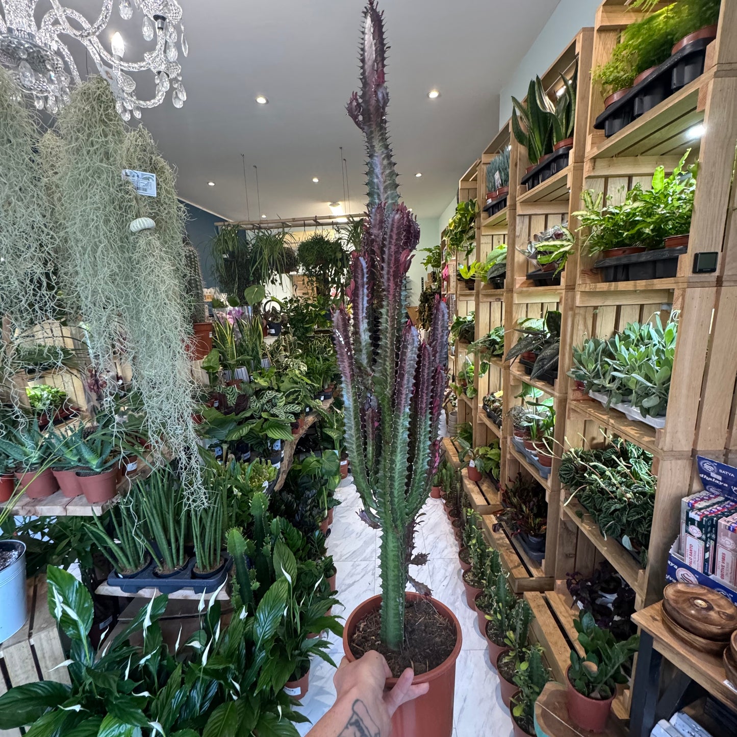 Euphorbia - Trigona Rubra 90cm