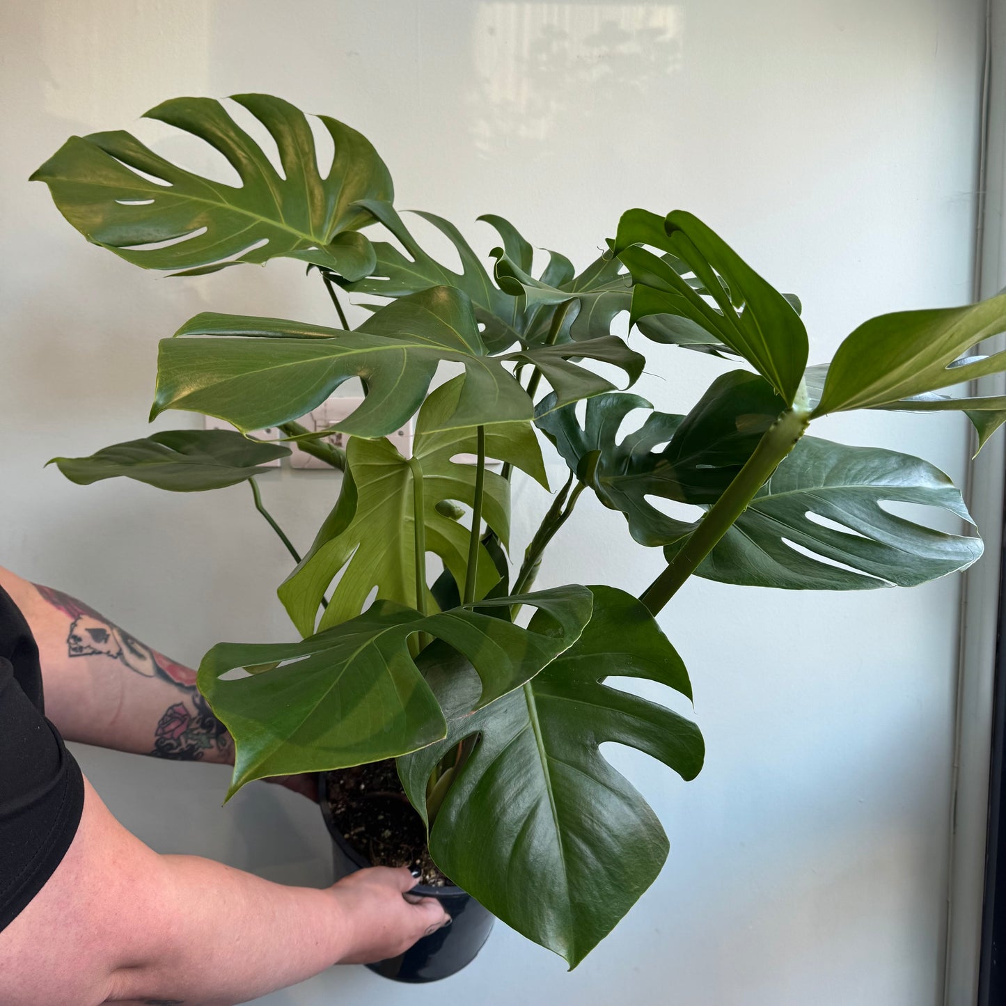 X- Large Swiss Cheese Plant (Monstera Deliciosa)