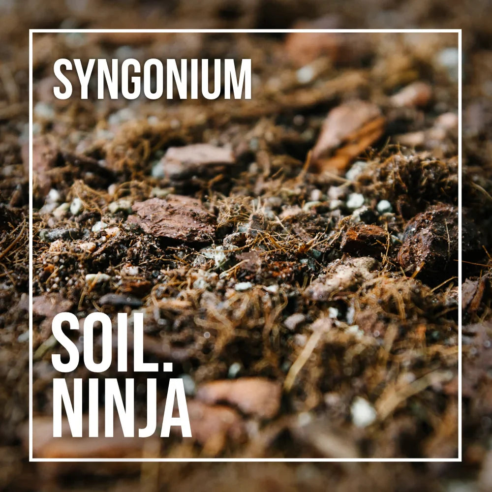 Premium Syngonium Blend 5L