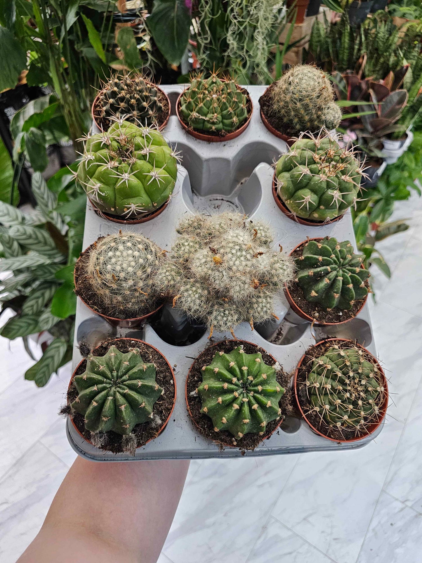 8.5cm Mixed Cactus